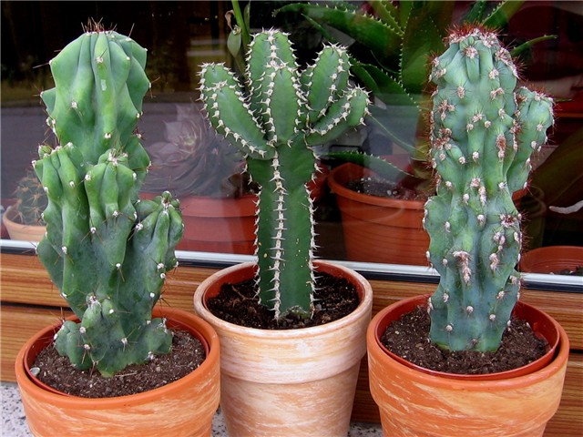 Cereus  peruvianus  monstruosus 